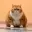 CHONK