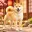 DOGI