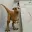 DINODOG