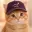 CURVECAT