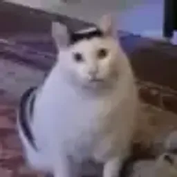HUHCAT