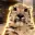 snep
