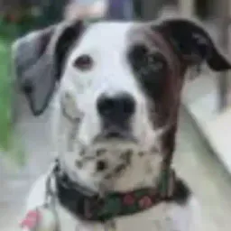 MINNIE