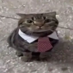 bizcat