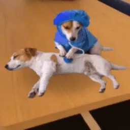 dogtor