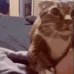 TapCat