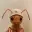ANT