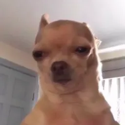 PERITO