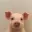 pig