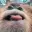 Monke