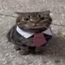 sir