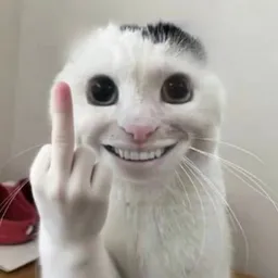 红尘飞