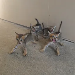 catbal
