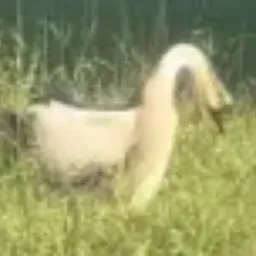 Donald