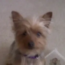xdog