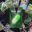 PumpGo