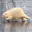 Polarpine