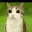 meowl