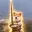 swordog