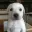 whitedog
