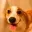 CORGI