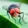 Screwworm