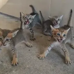 4