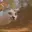 catspeed