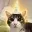 tinfoilcat