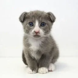Bilbo