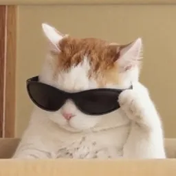 COOLCAT