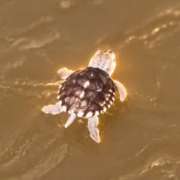 turtle