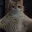 CATSLOP