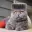 FOLKCAT