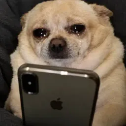 SOBDOG