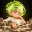CABBAGE
