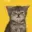 Catto