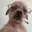 uncdog