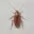 COCKROACH