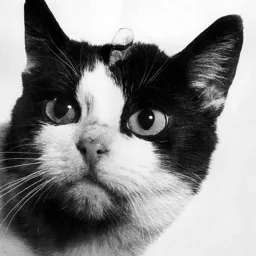 FELICETTE