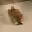 inu