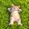 offline