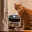 PRINTCAT