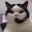 CALLCAT