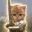 PURRSWORD