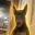 Doberman