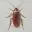 COCKROACH