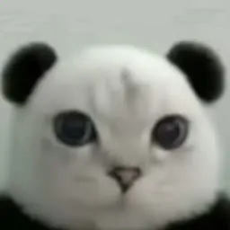 pandacat