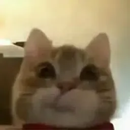 JEFF