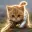 POUNCELOT
